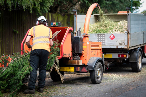 Professional Tree Service in Morrow, GA